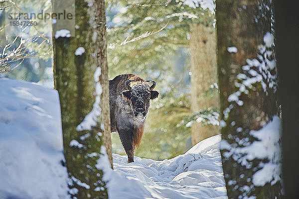 Europäischer Wisent  Bison bonasus  im Schnee  Nationalpark Bayerischer Wald  Bayern  Deutschland  Europa