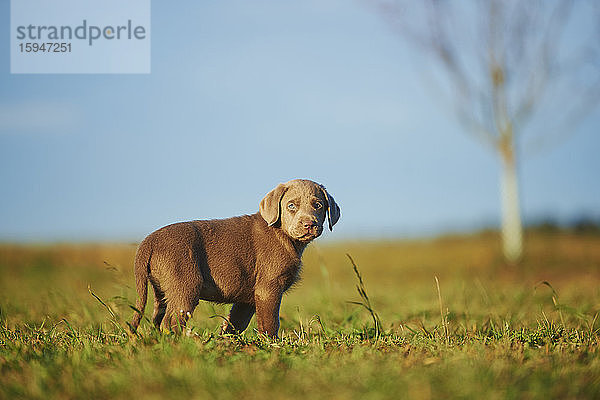 Labradorwelpe auf einer Wiese  Deutschland  Europa