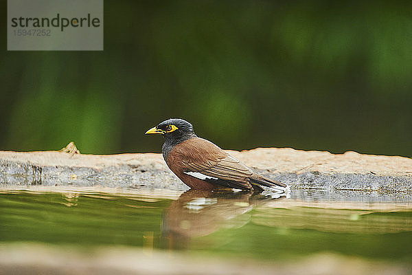 Gewöhnliche Myna  Acridotheres tristis  Oahu  Hawaii  USA