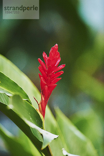 Alpinia purpurata  Oahu  Hawaii  USA