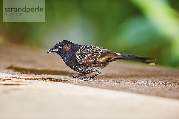 Rußbülbül  Pycnonotus cafer  auf einem Felsen  Oahu  Hawaii  USA