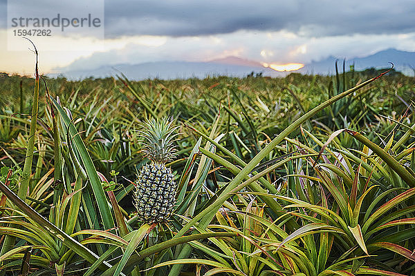 Ananas auf einer Plantage  Oahu  Hawaii  USA