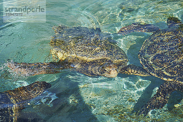 Suppenschildkröte  Chelonia mydas  Laniakea Beach  Oahu  Hawaii  USA