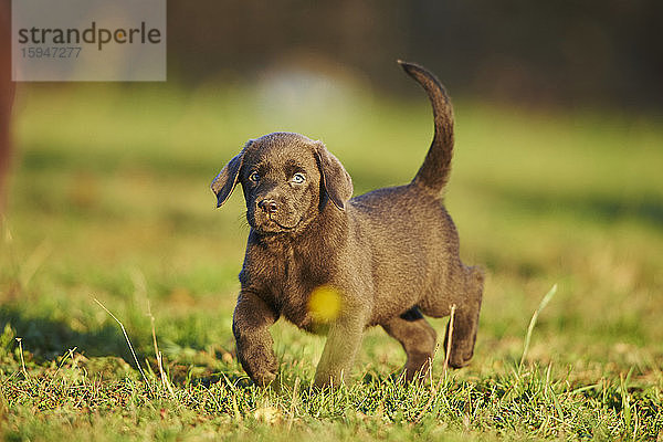 Labradorwelpe auf einer Wiese  Deutschland  Europa