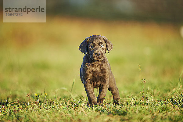 Labradorwelpe auf einer Wiese  Deutschland  Europa