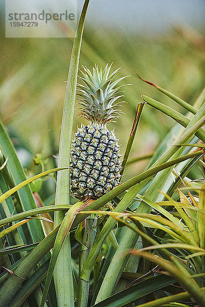 Ananas auf einer Plantage  Oahu  Hawaii  USA