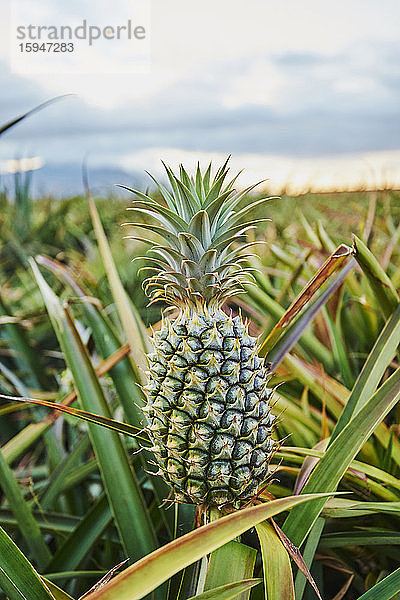 Ananas auf einer Plantage  Oahu  Hawaii  USA