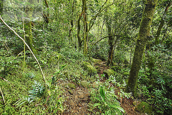 Lulumahu trail  Honolulu Watershed Forest Reserve  Oahu  Hawaii  USA