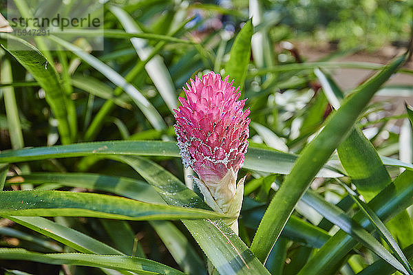 Pinke Ingwerblüte  Zingiber officinale  Oahu  Hawaii  USA