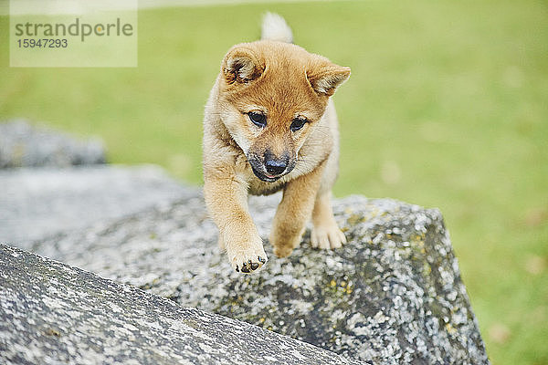 Shiba auf einer Wiese  Bayern  Deutschland  Europa