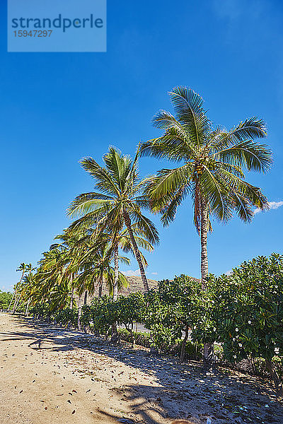 Palmen am Strand  Kahe Point Beach Park  Oahu  Hawaii  USA