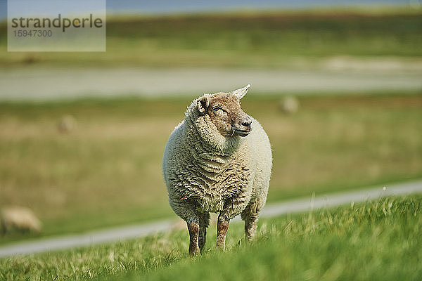 Schaf  Ovis aries  Ostfriesland  Niedersachsen  Deutschland  Europa