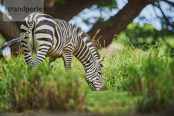 Steppenzebras  Equus quagga  Hawaii  USA