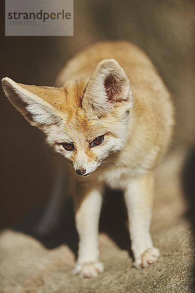 Wüstenfuchs  Vulpes zerda  in der Wüste  Hawaii  USA