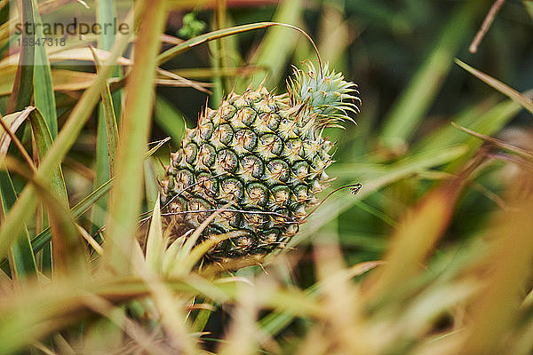 Ananas auf einer Plantage  Oahu  Hawaii  USA