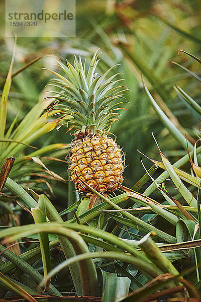 Ananas auf einer Plantage  Oahu  Hawaii  USA