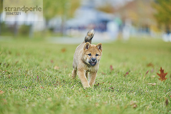 Shiba auf einer Wiese  Bayern  Deutschland  Europa