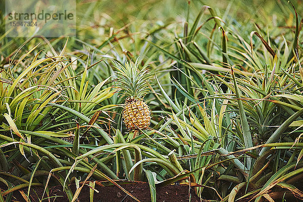 Ananas auf einer Plantage  Oahu  Hawaii  USA