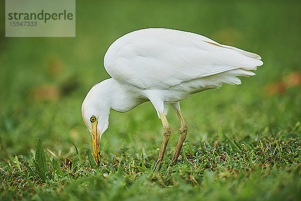 Kuhreiher  Bubulcus ibis  auf einer Wiese  Oahu  Hawaii  USA