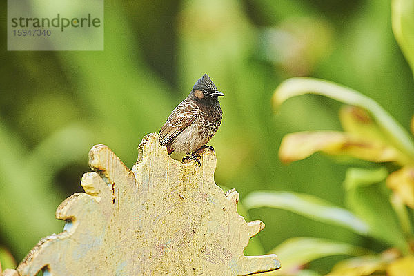 Rußbülbül  Pycnonotus cafer  Oahu  Hawaii  USA