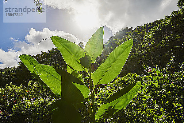 Bananenpflanze  Oahu  Hawaii  USA