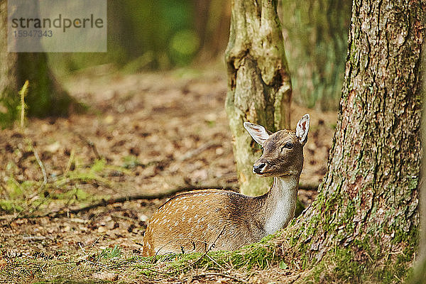 Damhirsch  Dama dama  im Wald  Bayern  Deutschland  Europa