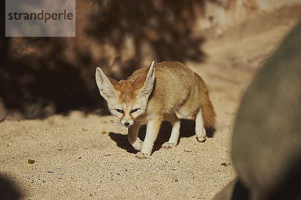 Wüstenfuchs  Vulpes zerda  in der Wüste  Hawaii  USA