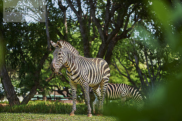 Steppenzebras  Equus quagga  Hawaii  USA