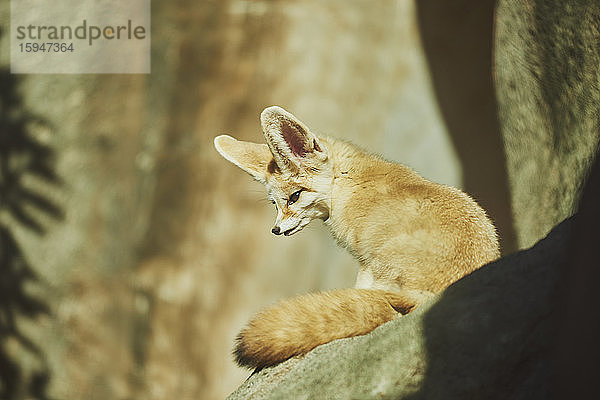 Wüstenfuchs  Vulpes zerda  in der Wüste  Hawaii  USA