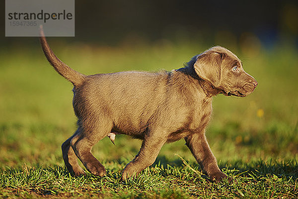 Labradorwelpe auf einer Wiese  Deutschland  Europa