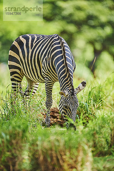 Steppenzebra  Equus quagga  Hawaii  USA