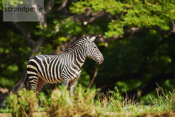 Steppenzebra  Equus quagga  Hawaii  USA