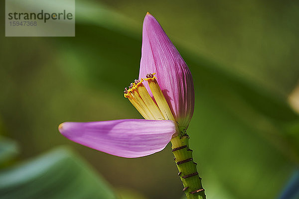 Blüte einer Bananenpflanze  Oahu  Hawaii  USA