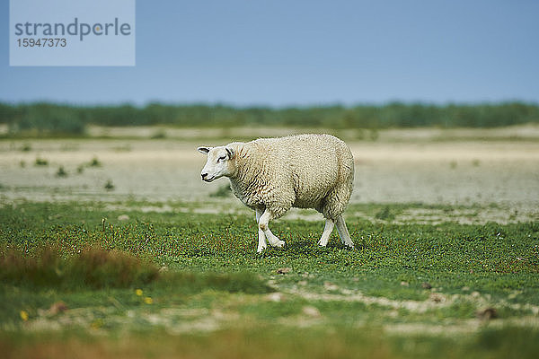 Schaf  Ovis aries  Ostfriesland  Niedersachsen  Deutschland  Europa