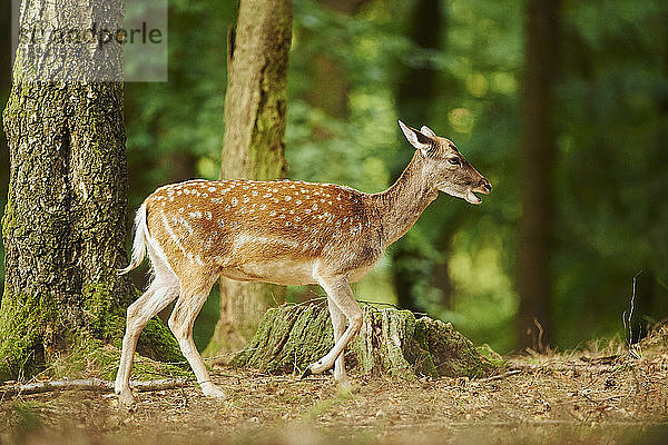 Damwild  Dama dama  im Wald  Bayern  Deutschland  Europa