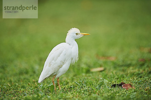 Kuhreiher  Bubulcus ibis  Oahu  Hawaii  USA