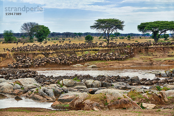 Weißbart-Gnus  Connochaetes taurinus mearnsi  Serengeti Nationalpark  Tansania  Ostafrika  Afrika