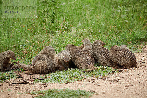 Zebramanguste  Mungos mungo  Tarangire-Nationalpark  Tansania  Ostafrika  Afrika