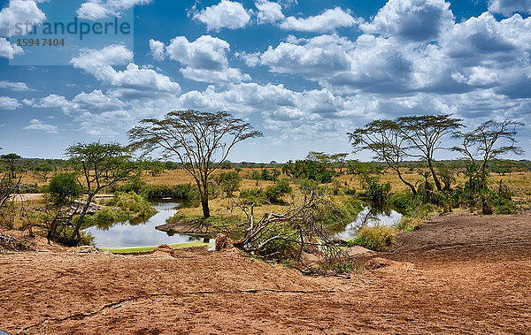 Serengeti Nationalpark  Tansania  Ostafrika  Afrika