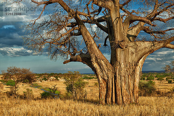 Affenbrotbaum  Tarangire-Nationalpark  Tansania  Ostafrika  Afrika