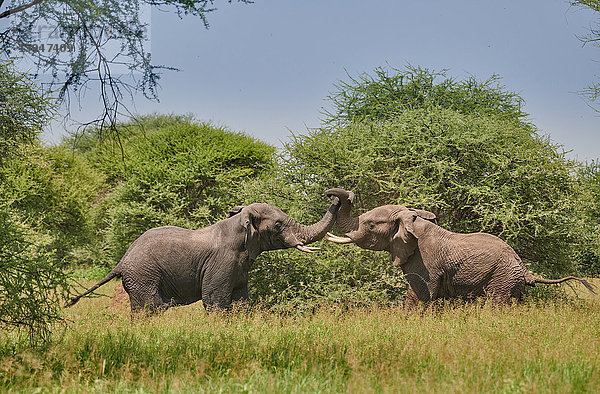 Afrikanischer Elefant  Loxodonta africana  Tarangire-Nationalpark  Tansania  Ostafrika  Afrika