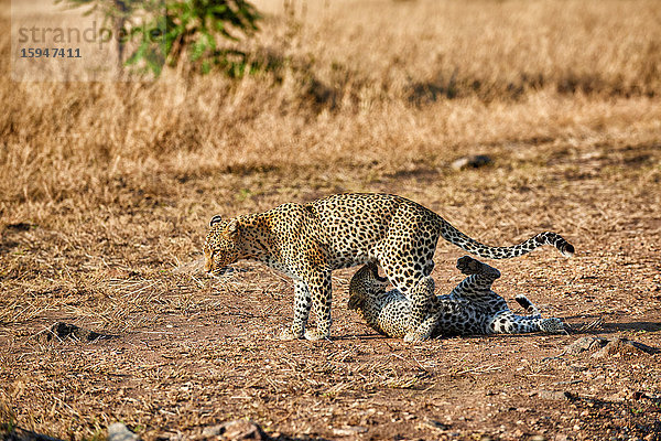 Zwei Leoparden  Panthera pardus  Serengeti Nationalpark  Tansania  Ostafrika  Afrika