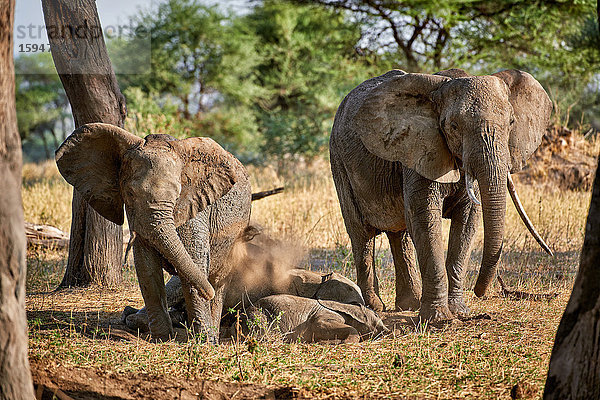 Afrikanischer Elefant  Loxodonta africana  Tarangire-Nationalpark  Tansania  Ostafrika  Afrika