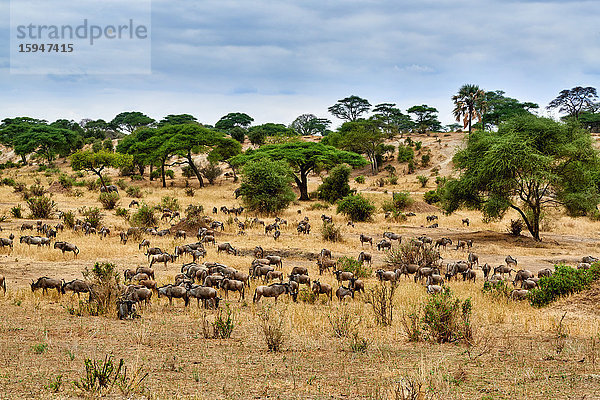 Streifengnus  Tarangire-Nationalpark  Tansania  Ostafrika  Afrika