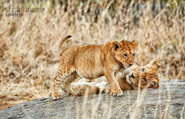 Zwei Löwenjunge  Panthera leo  Serengeti Nationalpark  Tansania  Ostafrika  Afrika