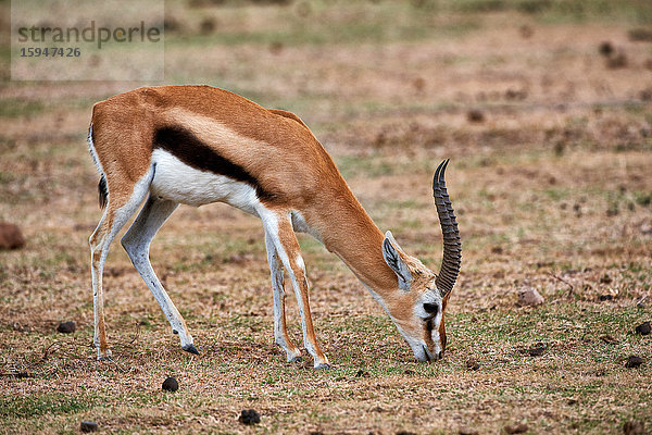 Westliche Thomson-Gazelle  Eudorcas nasalis  Serengeti Nationalpark  Tansania  Ostafrika  Afrika