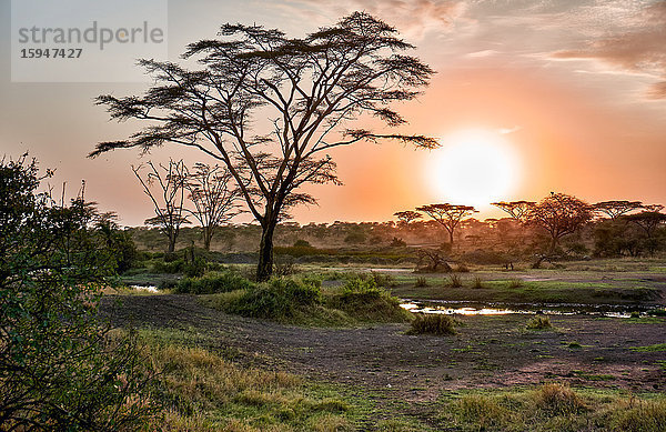 Serengeti Nationalpark  Tansania  Ostafrika  Afrika