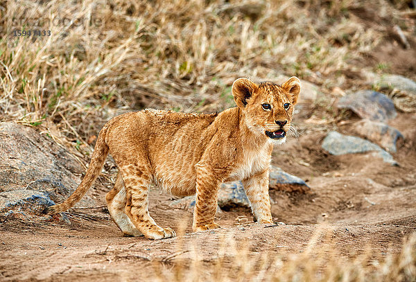 Löwenjunges  Panthera leo  Serengeti Nationalpark  Tansania  Ostafrika  Afrika