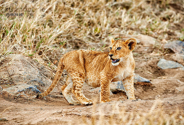 Löwenjunges  Panthera leo  Serengeti Nationalpark  Tansania  Ostafrika  Afrika