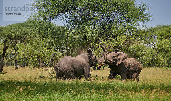 Afrikanischer Elefant  Loxodonta africana  Tarangire-Nationalpark  Tansania  Ostafrika  Afrika